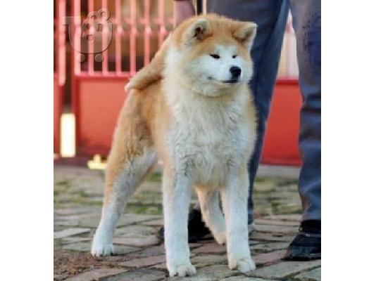 Akita Inu